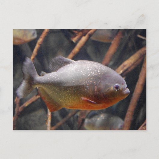 Piranha - unschuldiger Blick auf Braunfisch Postkarte (Vorderseite)