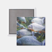 Piranhas-Schule (Pygocentrus nattereri) Magnet (Vorderseite/Rückseite)