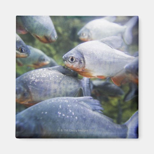 Piranhas-Schule (Pygocentrus nattereri) Magnet (Vorne)