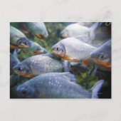 Piranhas-Schule (Pygocentrus nattereri) Postkarte (Vorderseite)