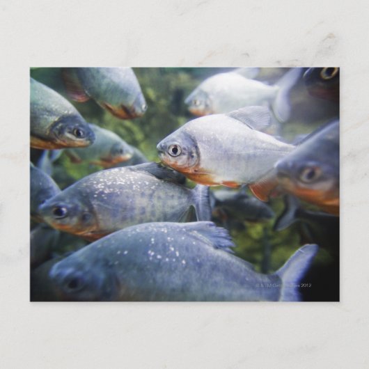 Piranhas-Schule (Pygocentrus nattereri) Postkarte (Vorderseite)