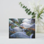 Piranhas-Schule (Pygocentrus nattereri) Postkarte (Stehend Vorderseite)