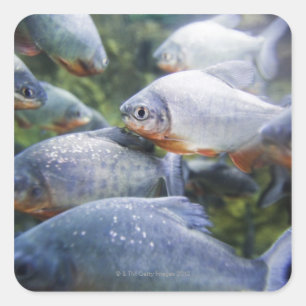 Piranhas-Schule (Pygocentrus nattereri) Quadratischer Aufkleber