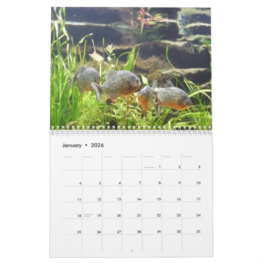 Piranhas-Wandkalender Kalender (Jan 2026)
