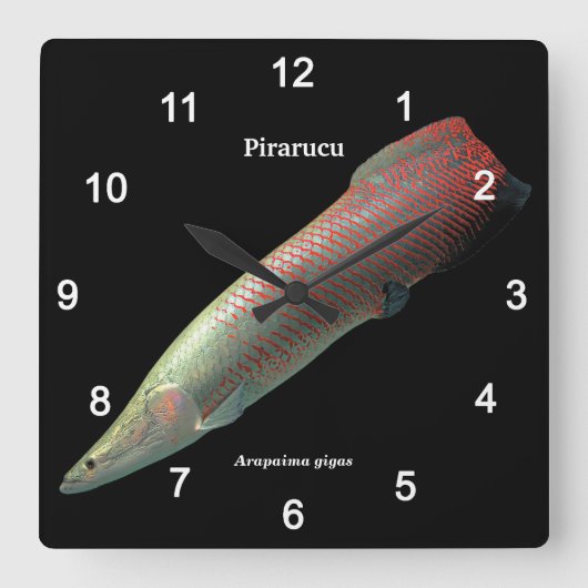 Pirarucu , Arapaima gigas Quadratische Wanduhr (Vorderseite)