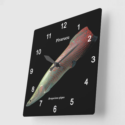 Pirarucu , Arapaima gigas Quadratische Wanduhr (Winkel)