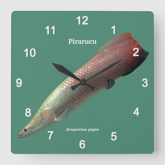 Pirarucu, Arapaima gigas Quadratische Wanduhr (Vorderseite)