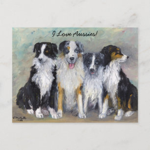 Pirat und Daughters - Australian Shepherds Postkarte