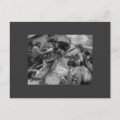 Pirate Battle Postkarte (Vorderseite)