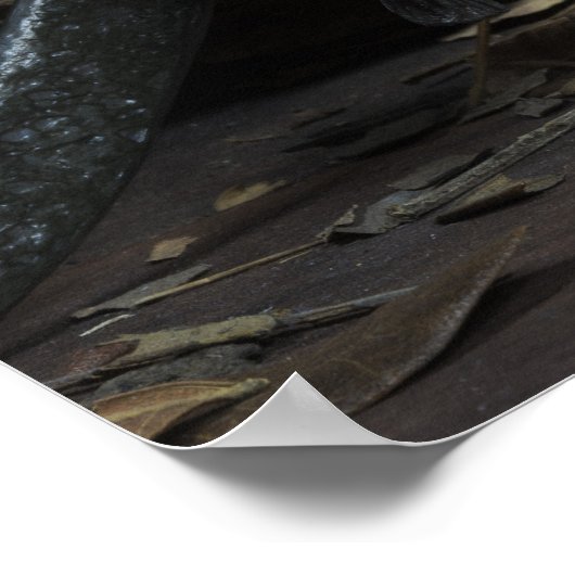 Pirate Skulls Poster (Ecke)