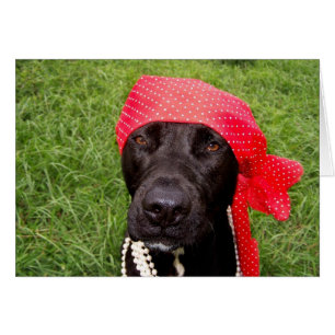 Piratenhund, schwarzes Labor, rotes Häckerhirschen