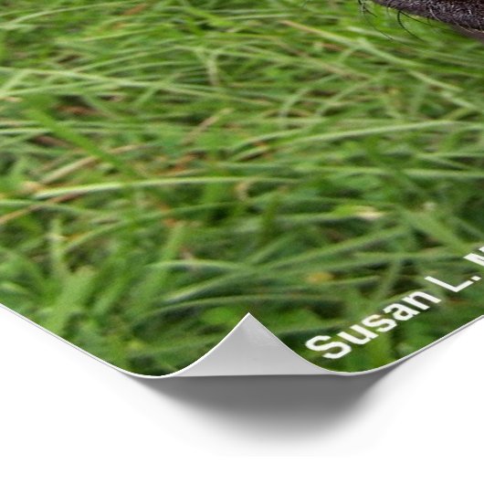 Piratenhund, schwarzes Labor, rotes Häckerhirschen Poster (Ecke)