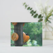Pirol und Orangen Postkarte (Stehend Vorderseite)