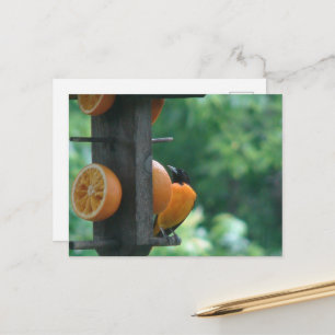 Pirol und Orangen Postkarte