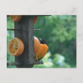 Pirol und Orangen Postkarte (Vorderseite)