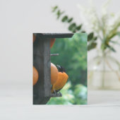 Pirol und Orangen Postkarte (Stehend Vorderseite)