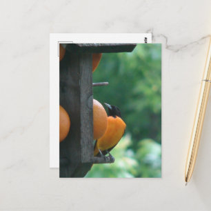 Pirol und Orangen Postkarte