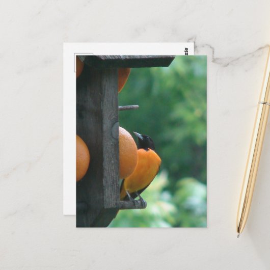 Pirol und Orangen Postkarte (Vorderseite/Rückseite Beispiel)