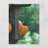 Pirol und Orangen Postkarte (Vorderseite)