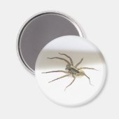 Pisaurana mira Male Magnet (Vorderseite/Rückseite)