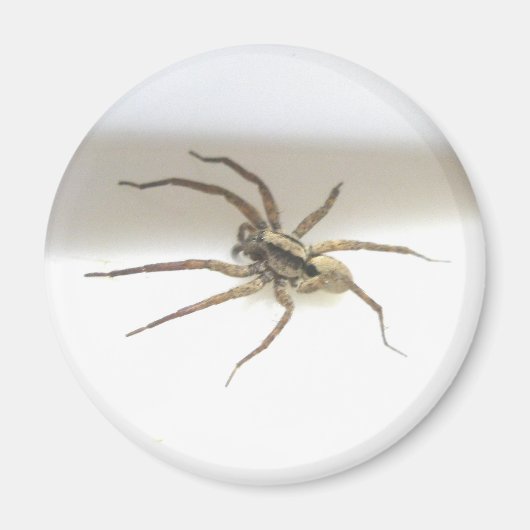 Pisaurana mira Male Magnet (Vorne)