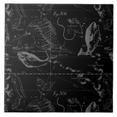 Pisces Constellation Hevelius 1690 auf Schwarz Fliese (Vorderseite)