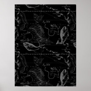 Pisces Constellation Hevelius 1690 auf Schwarz Poster
