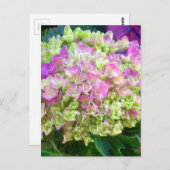 Pistachio Color Hydrangea Postkarte (Vorne/Hinten)