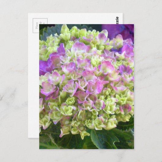 Pistachio Color Hydrangea Postkarte (Vorne/Hinten)