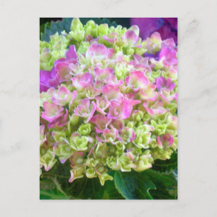 Pistachio Color Hydrangea Postkarte