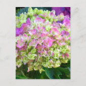Pistachio Color Hydrangea Postkarte (Vorderseite)