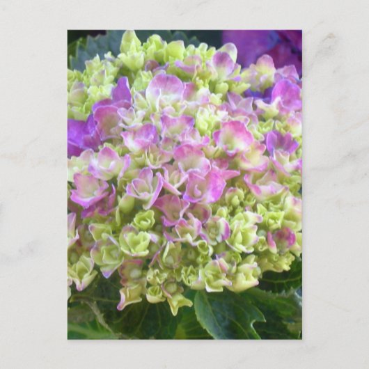 Pistachio Color Hydrangea Postkarte (Vorderseite)