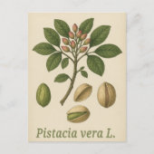 Pistachio vera Postcard Postkarte (Vorderseite)