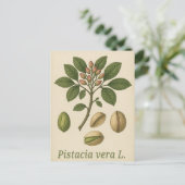 Pistazien-Postkarte Postkarte (Stehend Vorderseite)