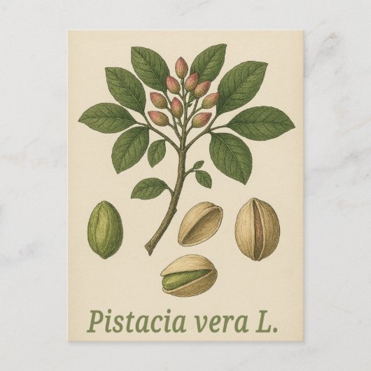 Pistazien-Postkarte Postkarte (Vorderseite)