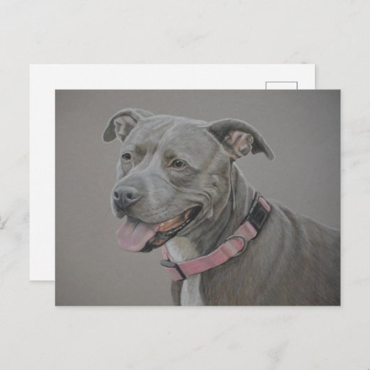 Pit Bull Dog Postkarte (Vorne/Hinten)