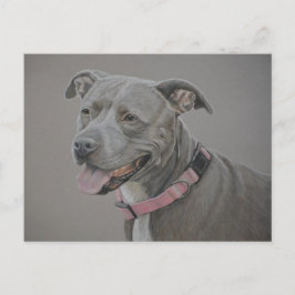 Pit Bull Dog Postkarte