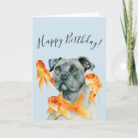 Pit Bull Dog und Goldfish | Happy Birthday