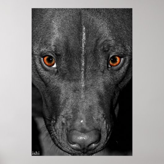 Pit Bull Eyes. Schwarz und Weiß und Farbe Poster (Vorne)