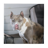 Pit bull fliese (Vorderseite)