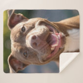 Pit Bull-Foto hinzufügen Anpassen Sherpadecke (Vorderseite (Horizontal))