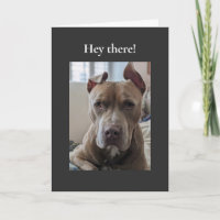 Pit Bull Hallo da