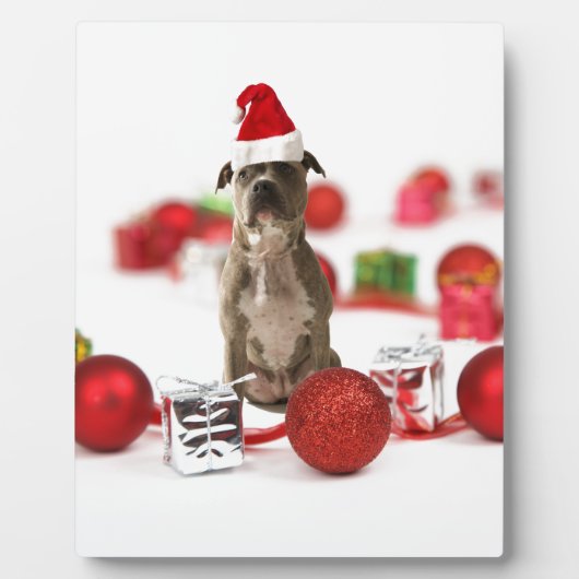 Pit Bull Hund mit Geschenkboxen und Weihnachtsschm Fotoplatte (Vorderseite)