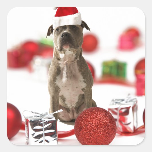 Pit Bull Hund mit Geschenkboxen und Weihnachtsschm Quadratischer Aufkleber (Vorderseite)