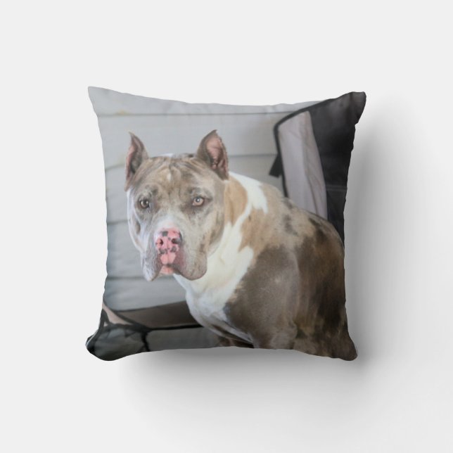 Pit bull kissen (Vorderseite)