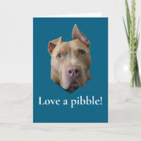 Pit Bull Liebe ein Pibble
