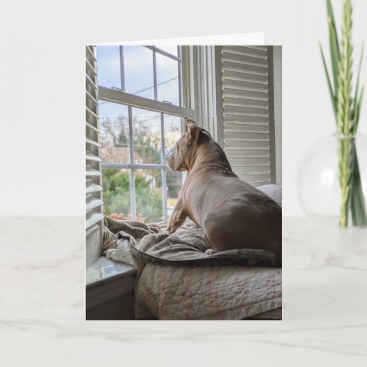 Pit Bull Liebe Vermisst Dich Karte (Vorderseite)