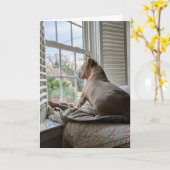 Pit Bull Liebe Vermisst Dich Karte (Gelbe Blume)