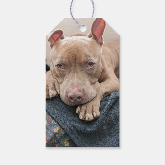 Pit Bull Liebesdecke Geschenkanhänger (Vorderseite)