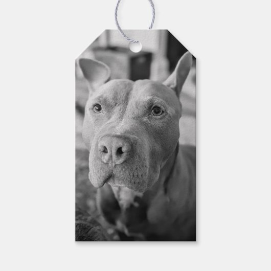 Pit Bull Liebesfotografie Geschenkanhänger (Vorderseite)